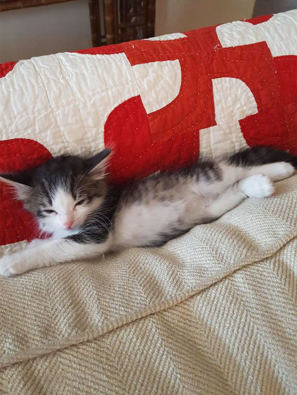 A Guy Found A Scared Kitten Under A Truck And Just Couldn't Say No To Her