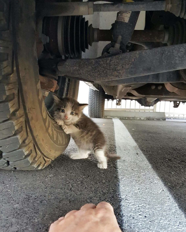 stray-kitten-found-under-truck-adopted-cat-axel-4