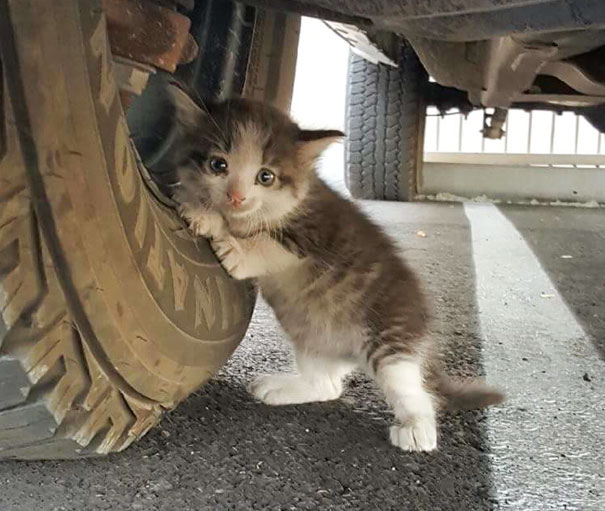 stray-kitten-found-under-truck-adopted-cat-axel-5