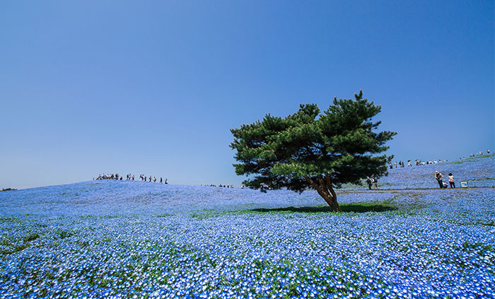 4.5 Million Baby Blue Eyes Just Bloomed In Japan’s Hitachi Seaside Park And I Shot Them