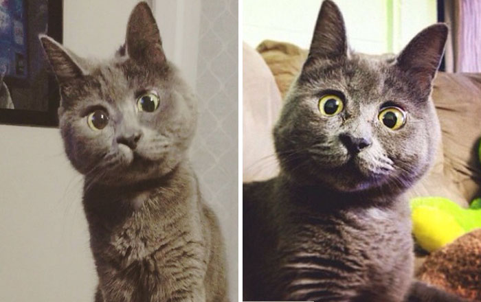 This Permanently Surprised Cat Wasn’t Supposed To Survive, Now He’s 4 Years Old