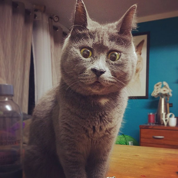 This Permanently Surprised Cat Wasn't Supposed To Survive, Now He's 4 Years Old