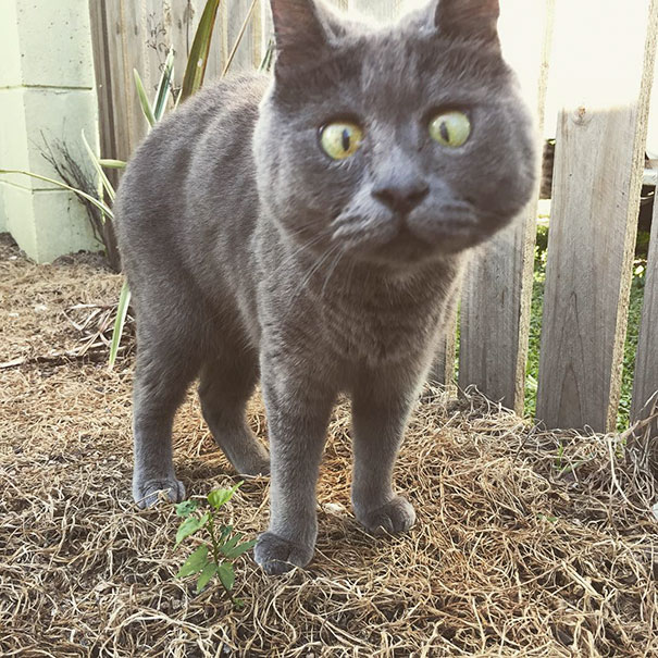 This Permanently Surprised Cat Wasn't Supposed To Survive, Now He's 4 Years Old