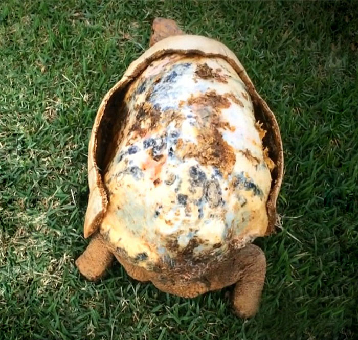 Injured Tortoise Receives World's First 3D Printed Shell