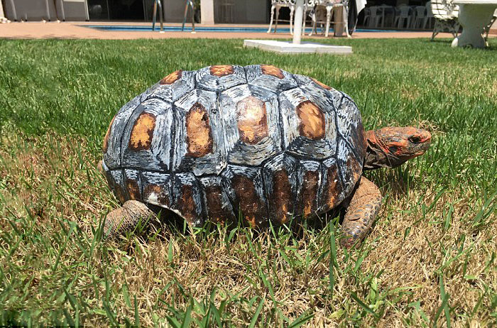 Injured Tortoise Receives World's First 3D Printed Shell