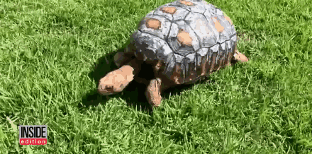 tortoise-3d-printed-shell-freddy-insta