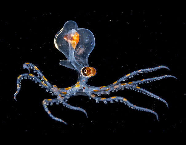 A Juvenile Octopus