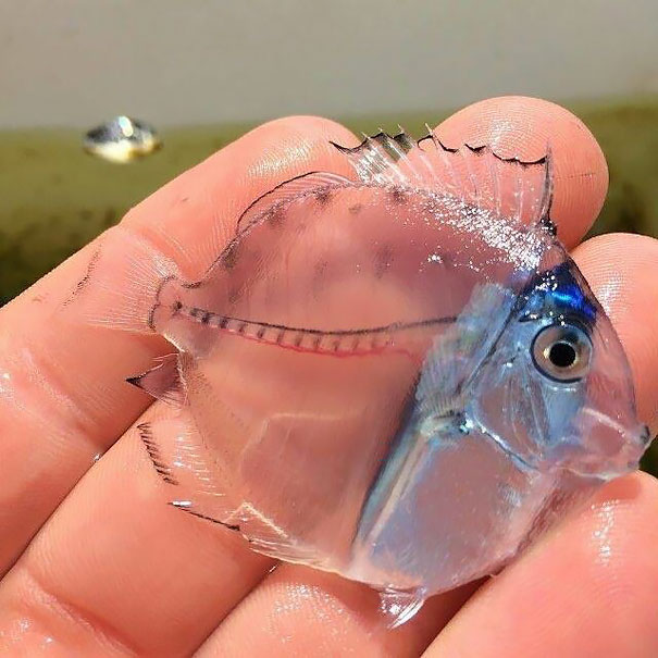 Transparent Juvenile Surgeonfish