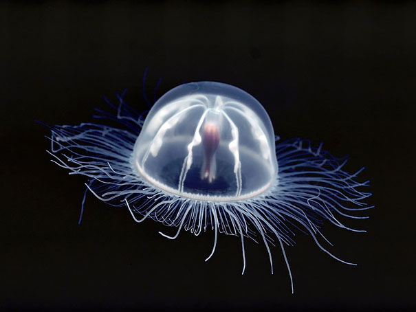 Transparent Immortal Jellyfish