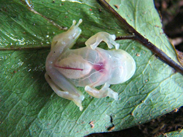 Fully Transparent Rain Forest Frog