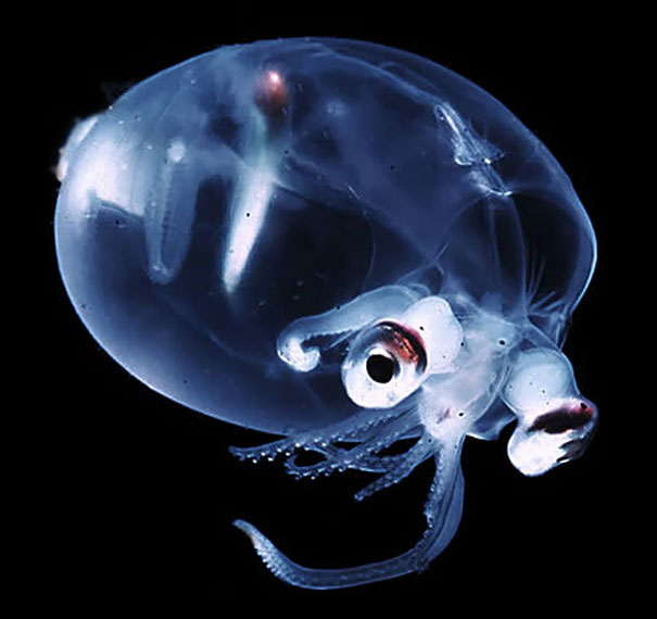 Transparent Squid