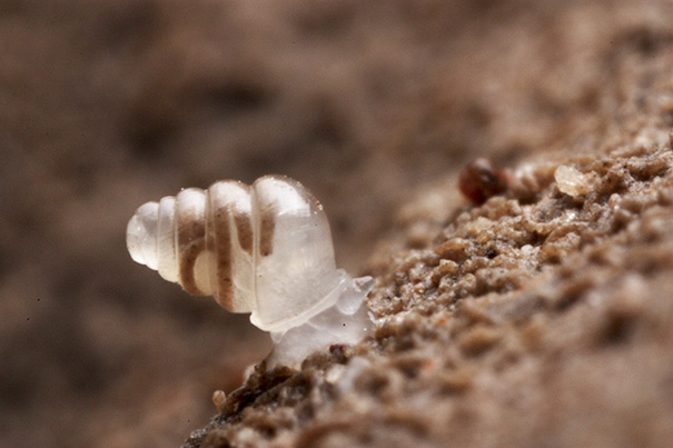 Snail With Semi-Transparent Shell