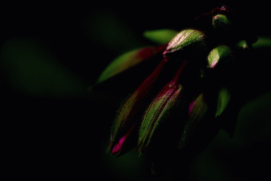 I Photograph Flowers Using My Macro Lenses