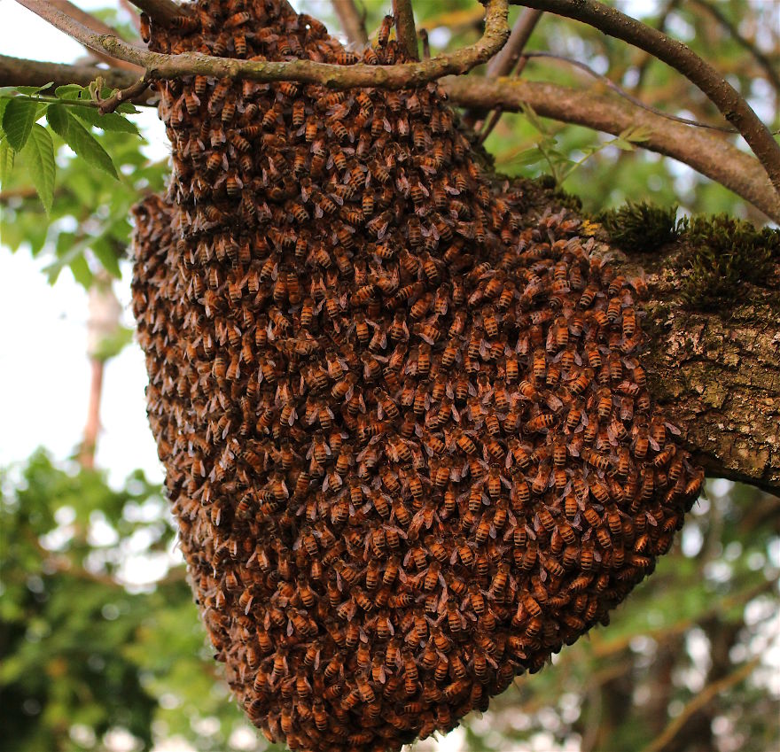 When A Bee Swarm Arrived In Our Front Yard