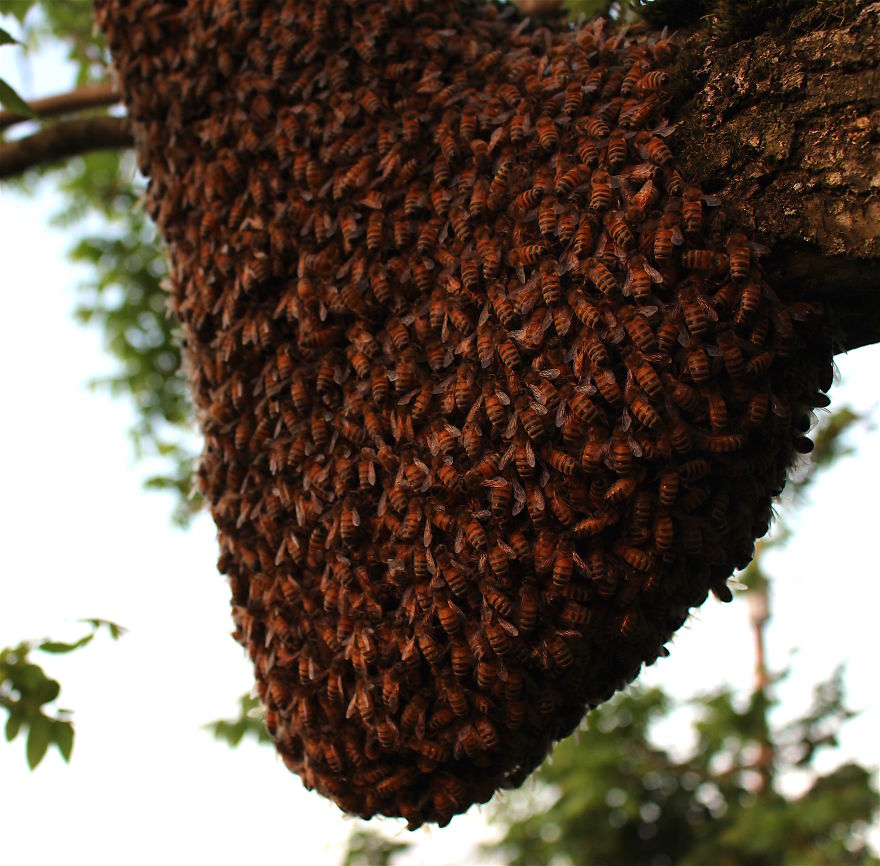 When A Bee Swarm Arrived In Our Front Yard