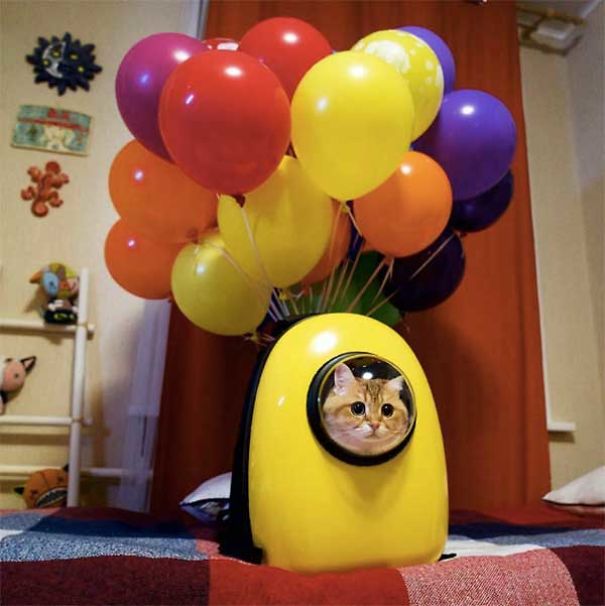 Balloon-powered Cart With Windows For Cat!?