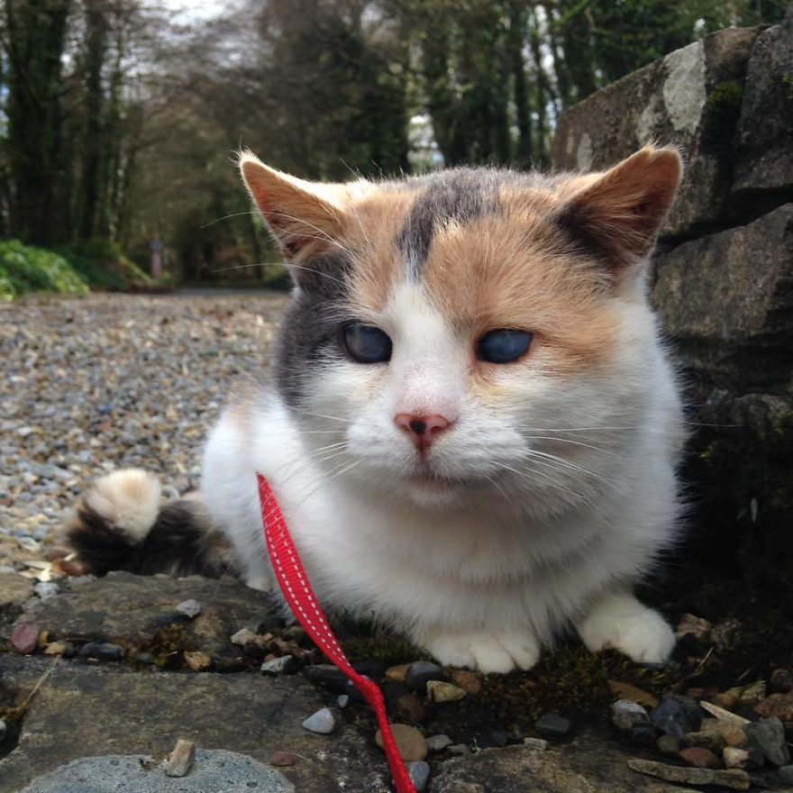 My Blind Rescue Cat Just Climbed Ireland’s Highest Mountain For Charity!