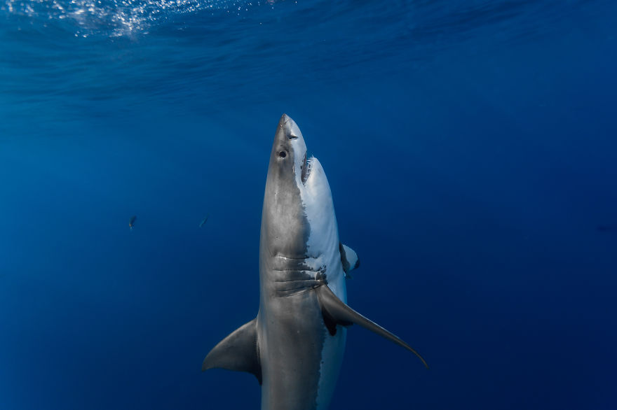 I Photograph The Great White Sharks Of Isla De Guadalupe