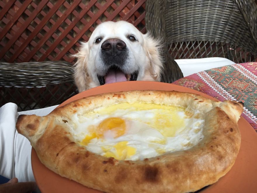 Golden Retriever Thomas Is A Real Foodie Dog