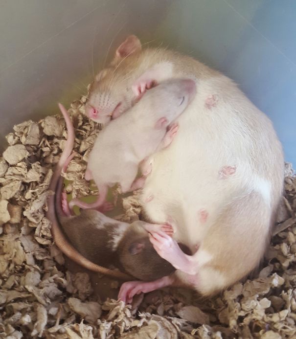 Even Rat Mom's Need A Break