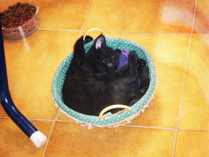 Kuroi Relaxing In "his" Tiny Basket