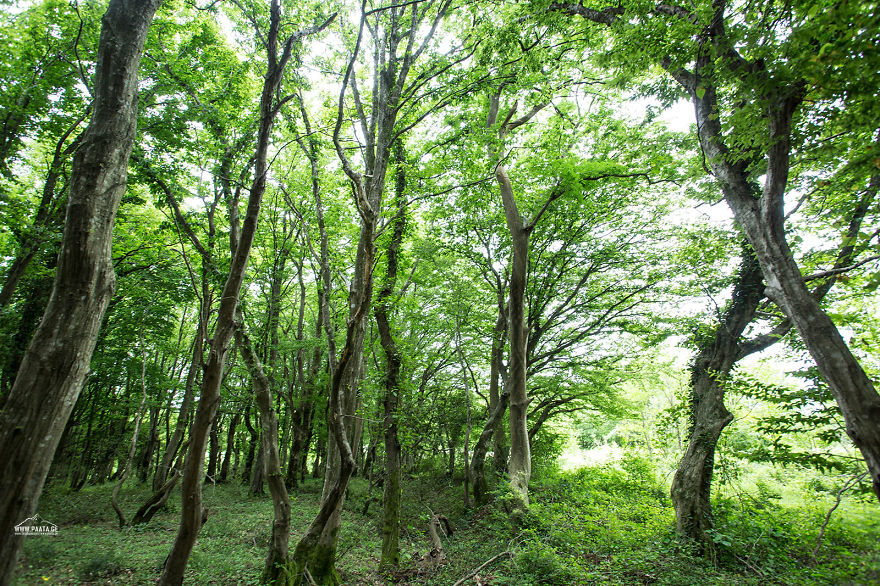 Sataplia Managed Reserve