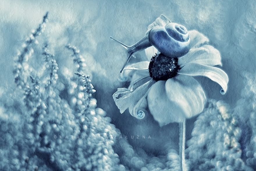 Blue Garden