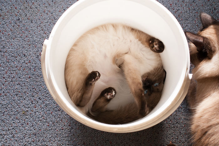 Cat-bucket
