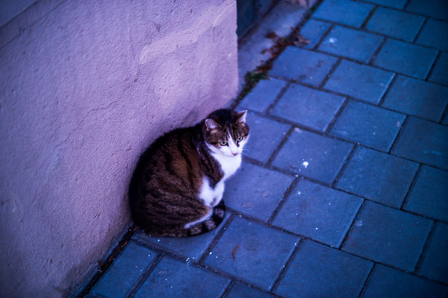 Most Beautiful Cats I Met In The City Of Brno