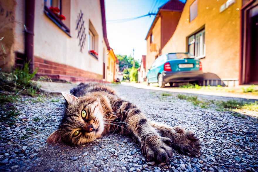 Most Beautiful Cats I Met In The City Of Brno