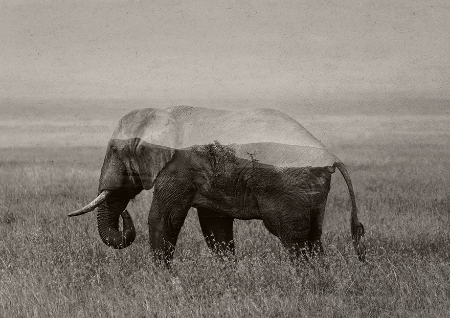 I Created Double Exposure Images Of Animals Threatened By Climate Change