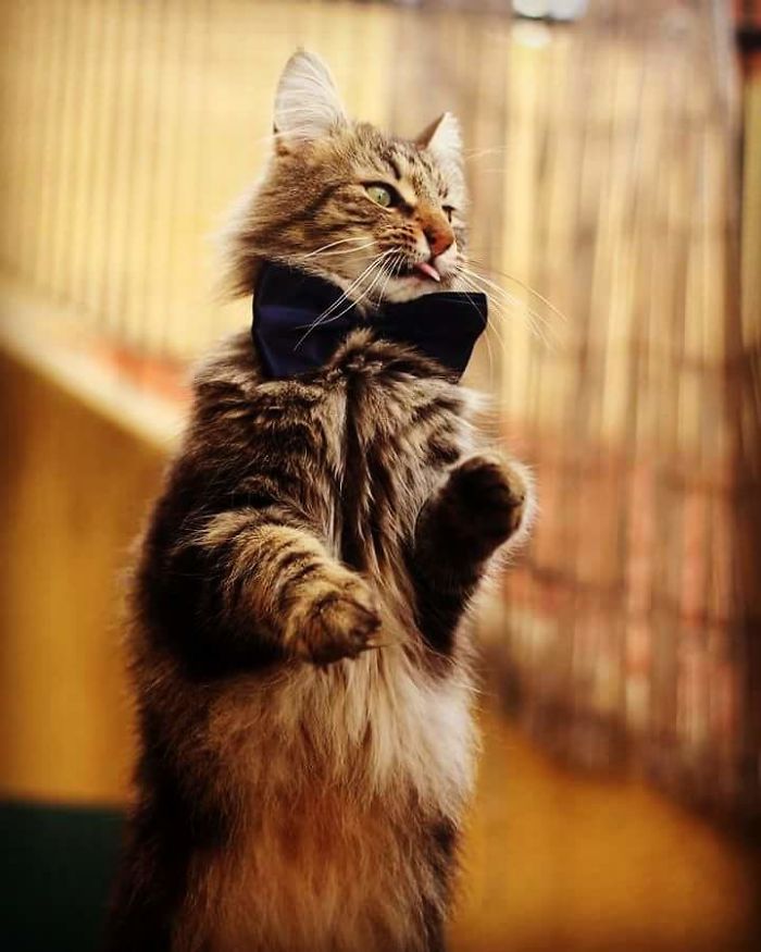 Cats With Bow Ties