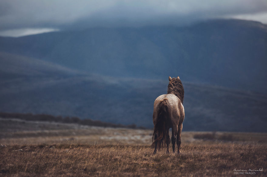 After Losing Myself, I Found Freedom In Horses