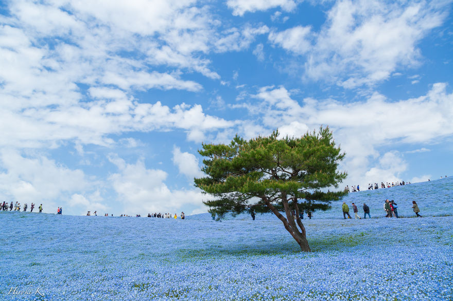 Every Year Since 2013 I Photograph Hitachi Seaside Park In Japan