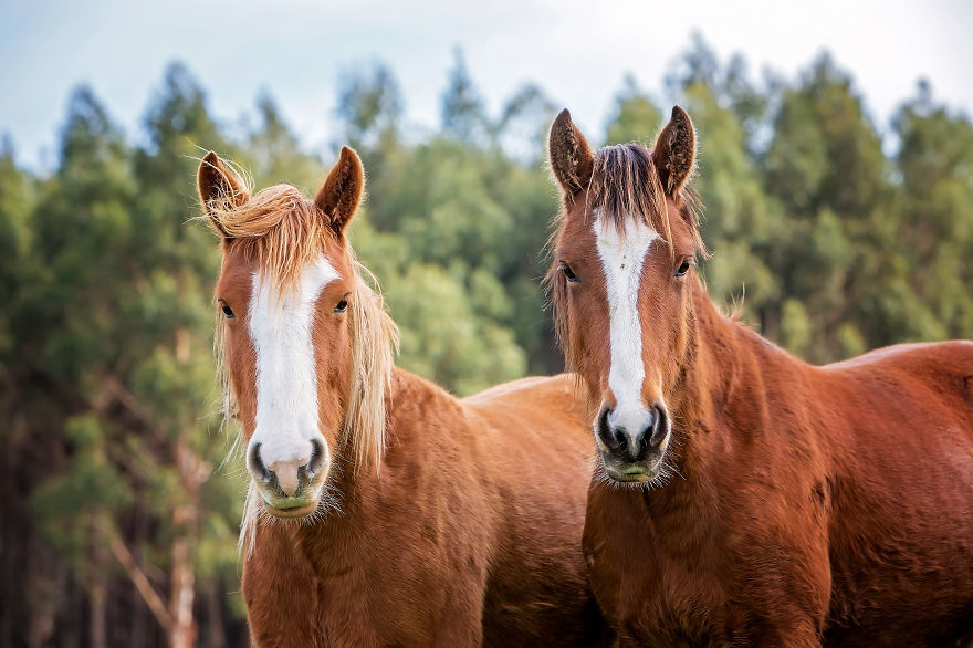 I Photographed Australia's Wild Brumbies And Fell In Love