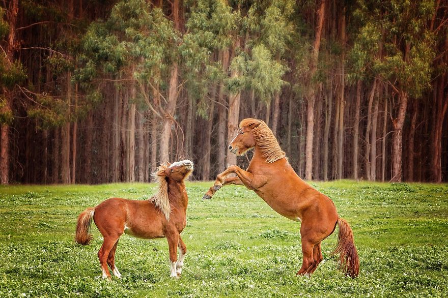 I Photographed Australia's Wild Brumbies And Fell In Love