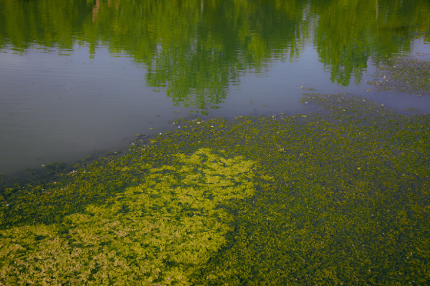 Ecosystem: Impressionism-Like Photos Of The Flowery Surface Of The Lake