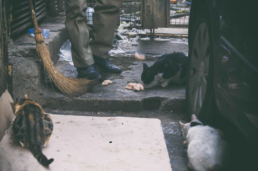 I Documented The Life Of A Homeless Cat For A Day