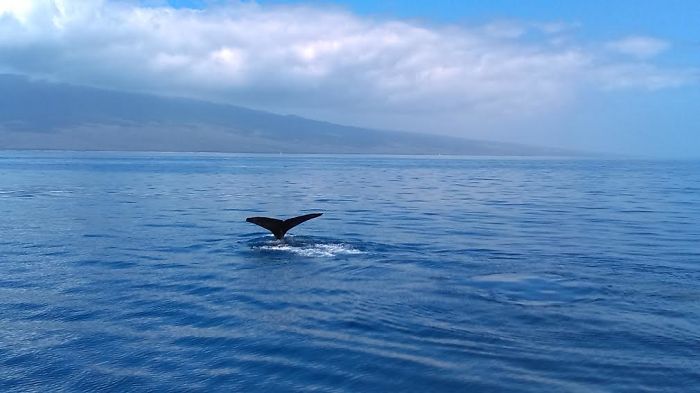 Whale Watching In Hawaii