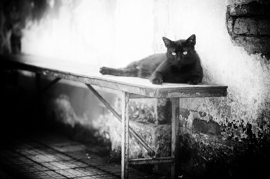I Take Photos Of Stray Cats To Raise Awareness Of Abandoned Pets