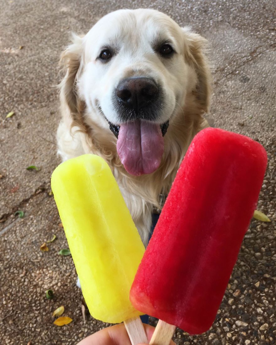 Golden Retriever Thomas Is A Real Foodie Dog