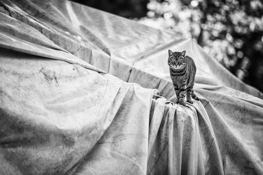 I Take Photos Of Stray Cats To Raise Awareness Of Abandoned Pets