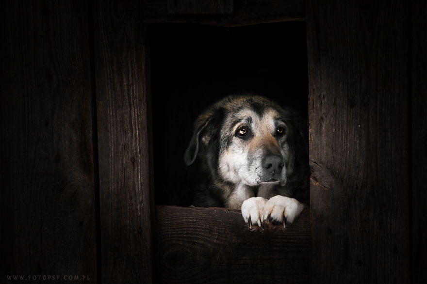 I Photograph The Emotions That You See In Dogs' Eyes