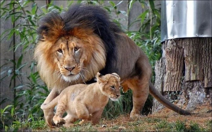 Little Lion And His Father 5 Photos