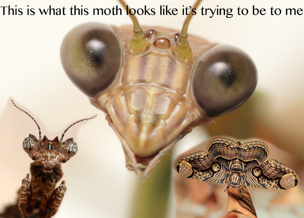Mantis-Moth-5762d1b98e595.jpg