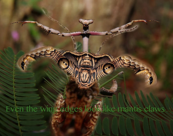 Mantis-Moth-claws-5762dadb08402.jpg
