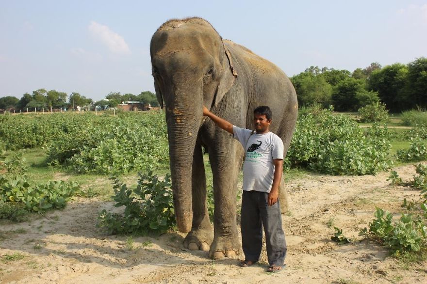 Lakhi The Elephant Finally Gets Well Deserved Freedom