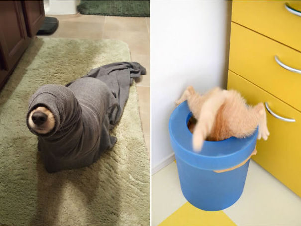Pets That Got Themselves Hilariously Trapped