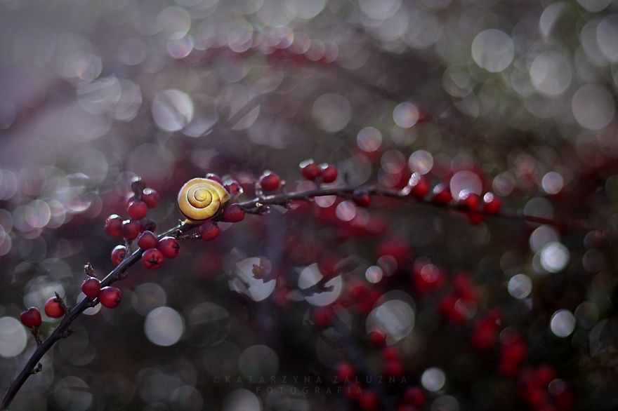 I Capture The Tiny World Of Snails In Poland