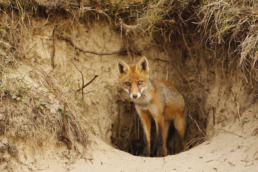 The Dune Foxes Of The Netherlands
